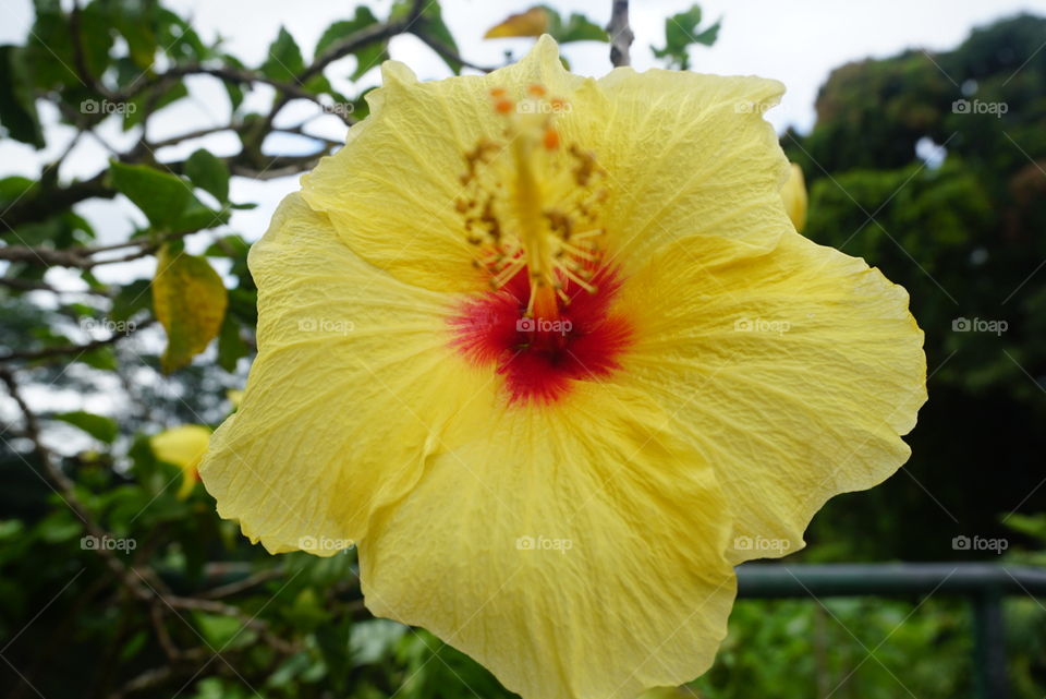 Hawaii flowers