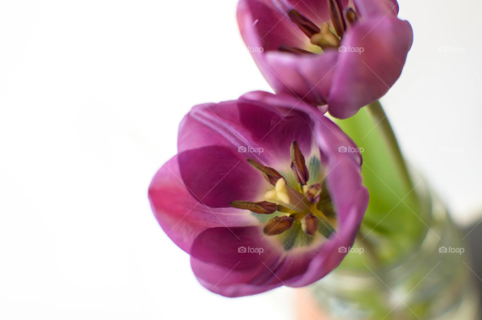 Beautiful purple tulip closeup with perfect symmetry in flower head mandala design in green, blue and yellow around stamen fresh background photography 