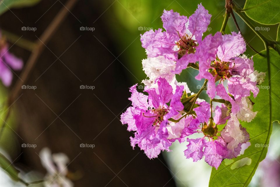 Cherry blossom Thailand