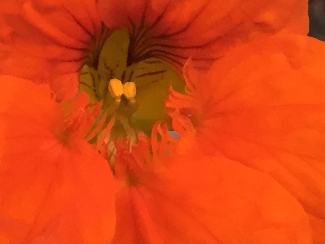 Orange nasturtium 