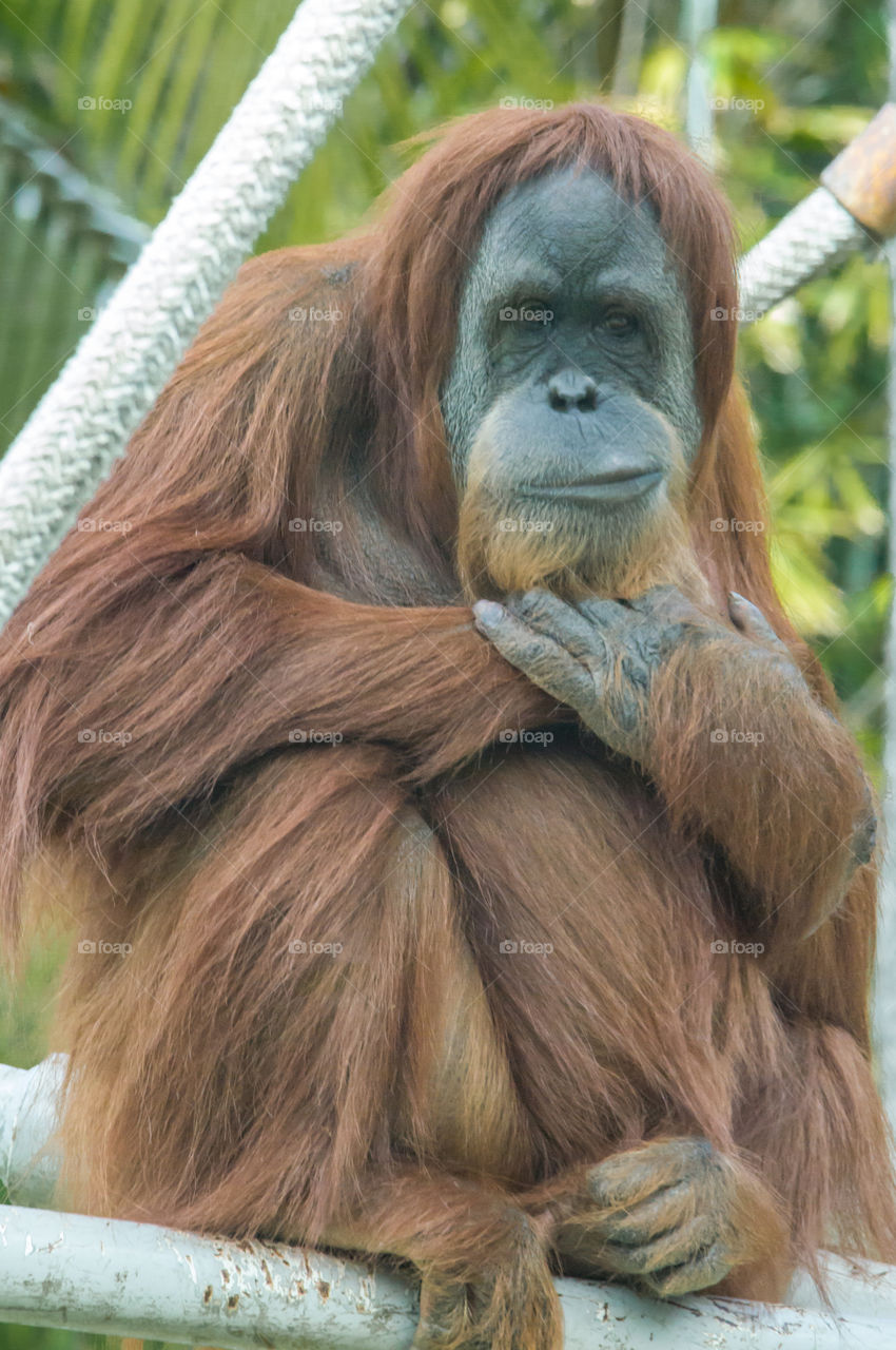 Orangutan sitting making a funny expression