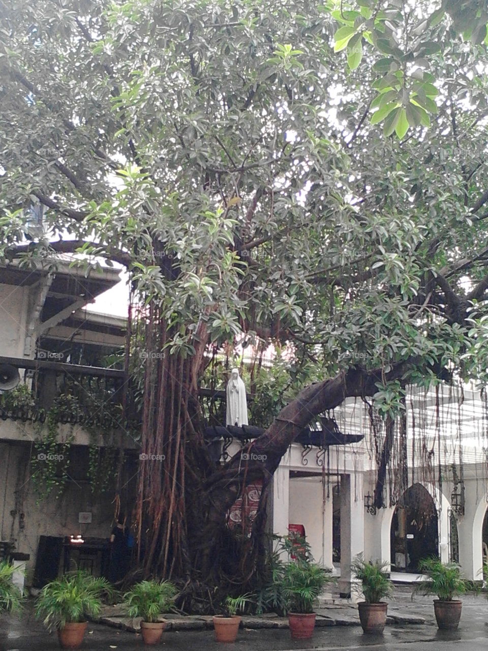 big tree outside the church