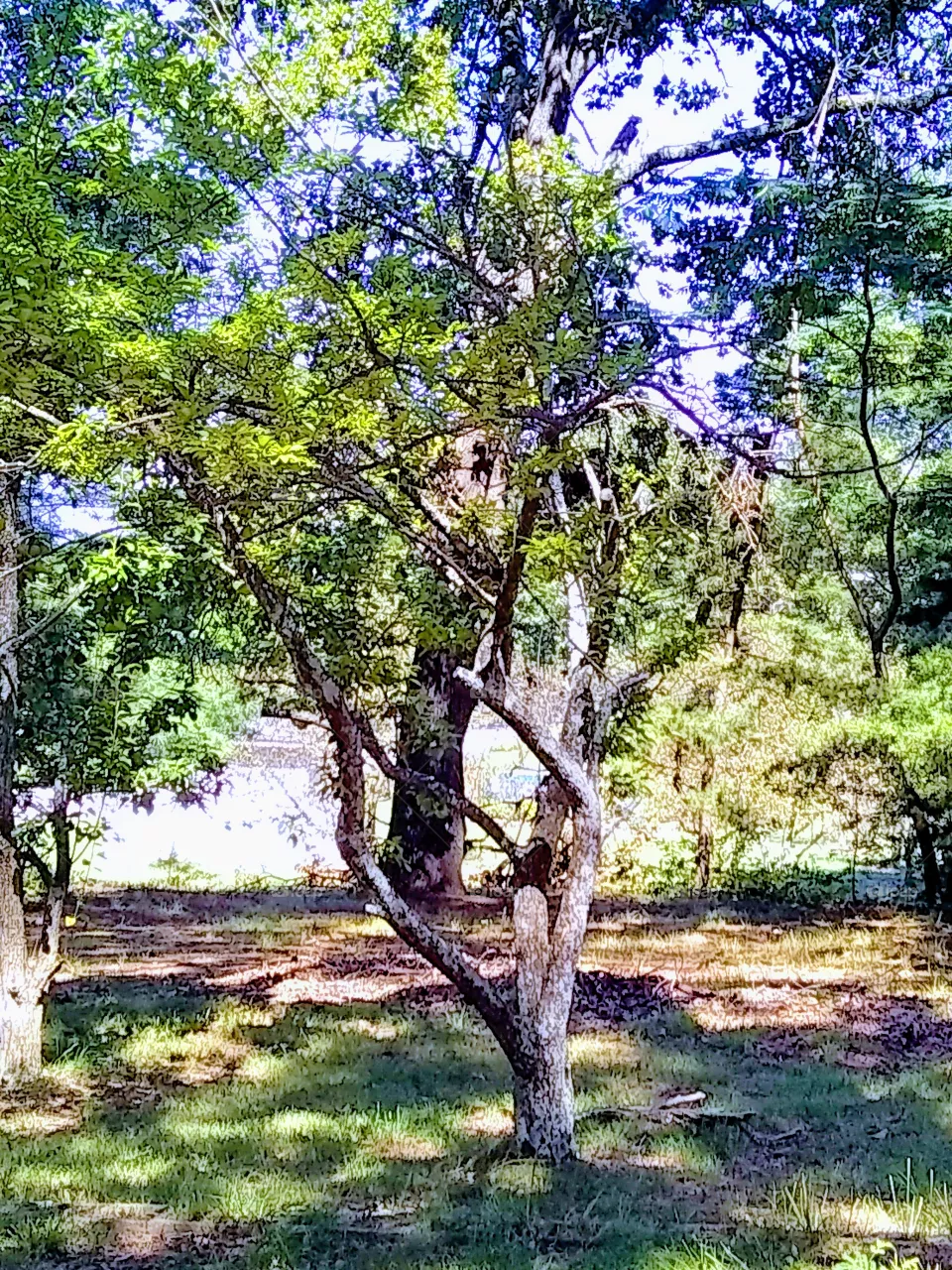Tree