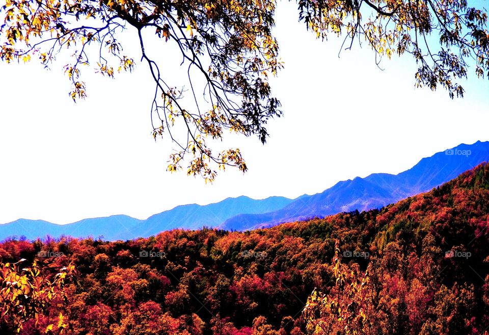 Lush wooded views of color over the Smoky Mountains with vibrant blues and red, trees full of leaves over the mountain ridge.