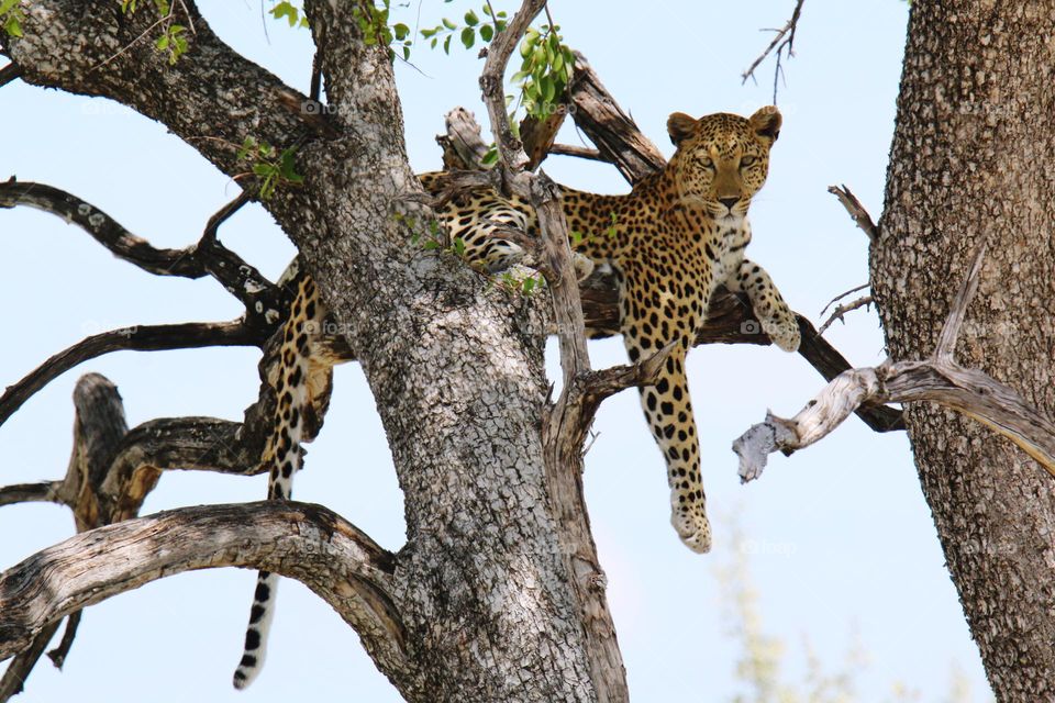 leopard in tree
