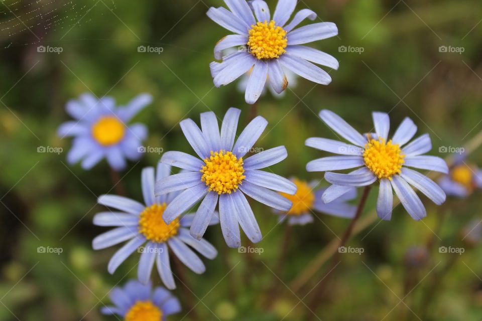 yellow flower blue purple by OmerSarid