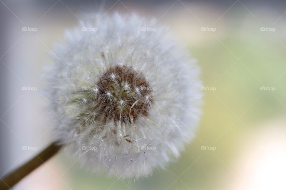 Close-up of dandelion flower