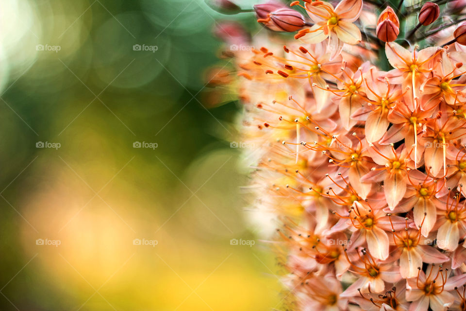 Close-up of orange flowers