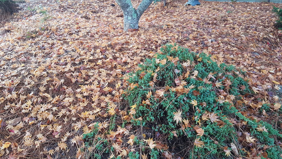 Leaf carpet