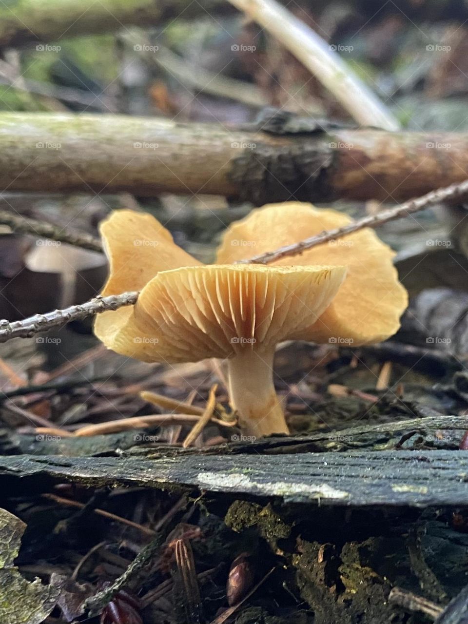 Mushroom 