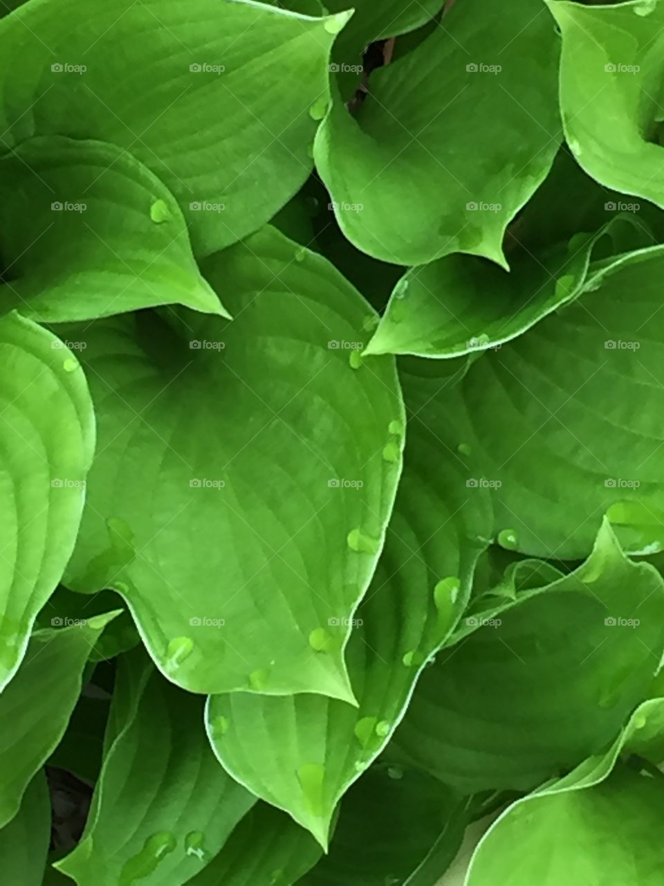 Hosta 