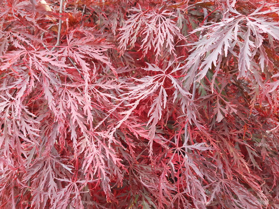 Red leaves