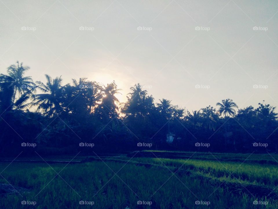 The sun behind the trees