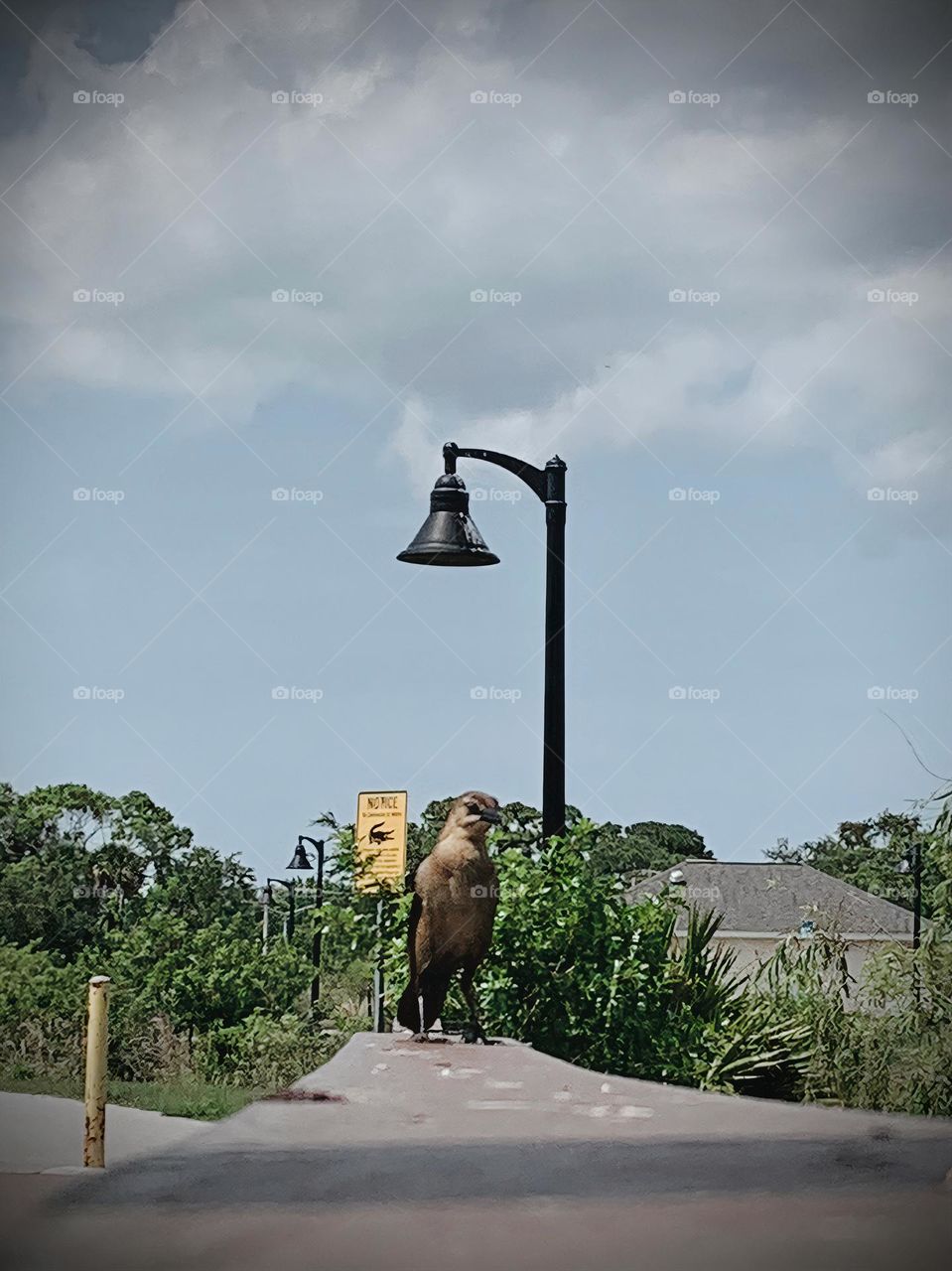 Funny Bird Following Us Seems To Wear A Hat Higher Than Its Head From The Street Light Above Its Head Standing On The Bridge Ramp.