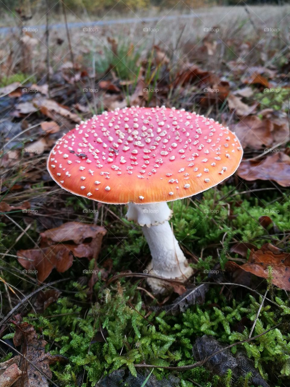 red mushroom