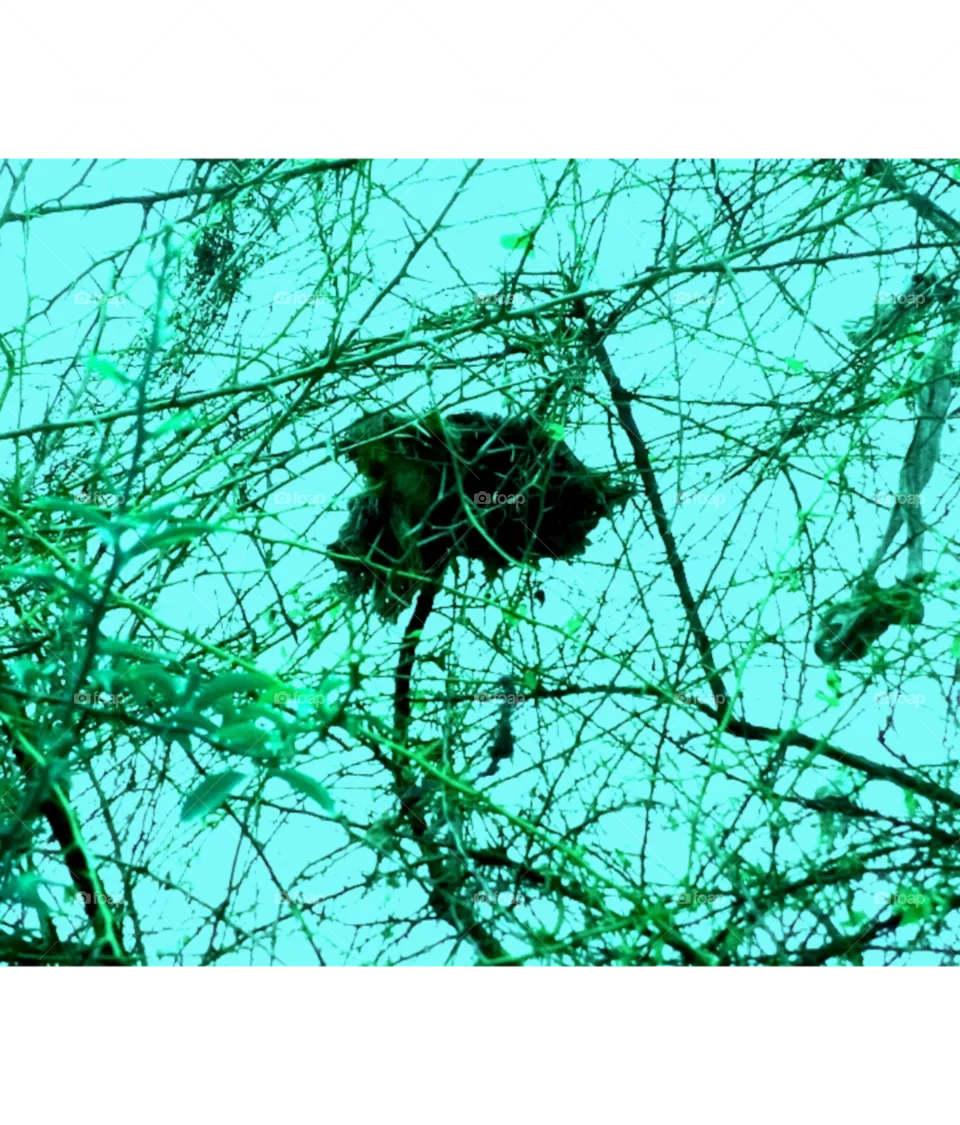 forest image