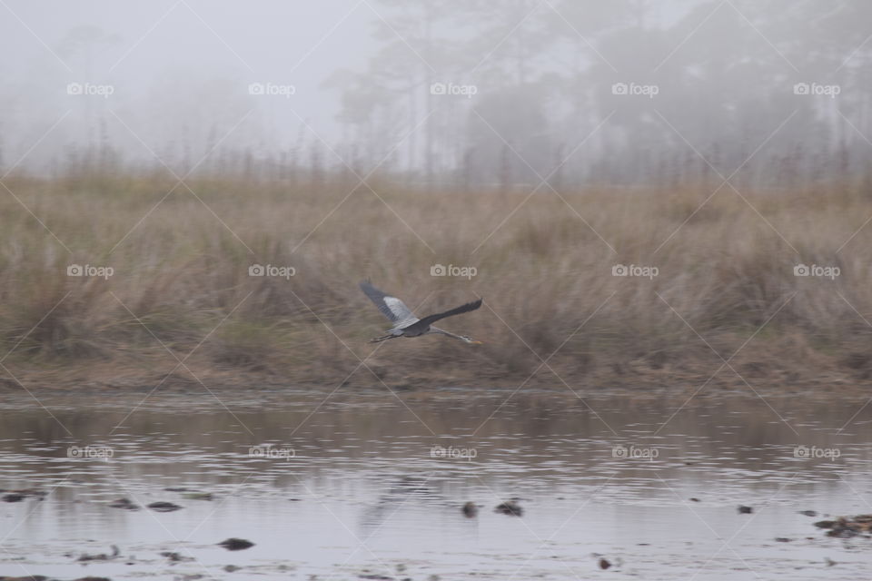 Early Morning Flight
