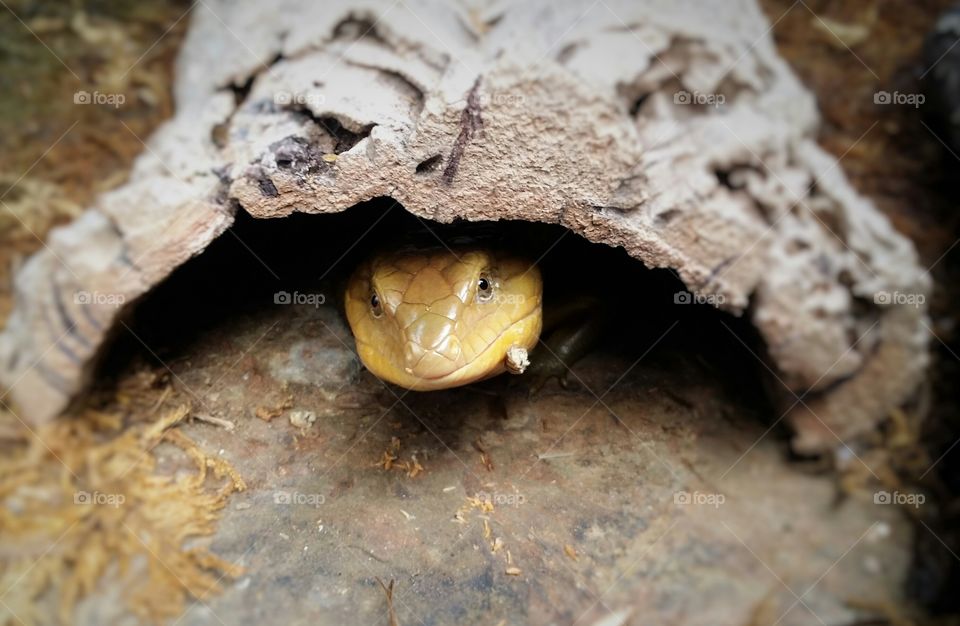 Peek a boo Skink