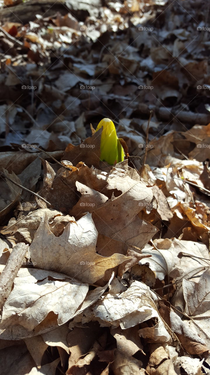emerging mayapple leaf