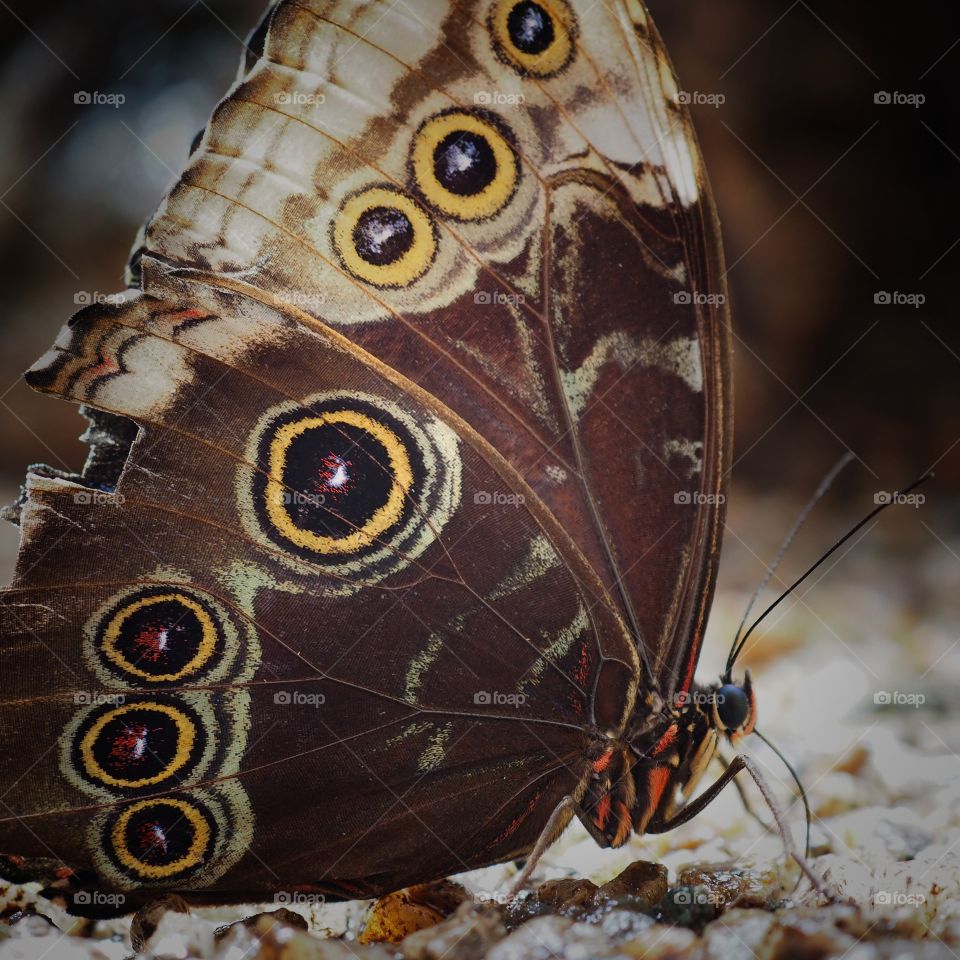 butterfly