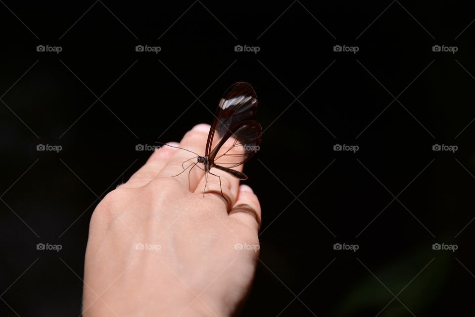 one butterfly with transparent wings settled on a hand