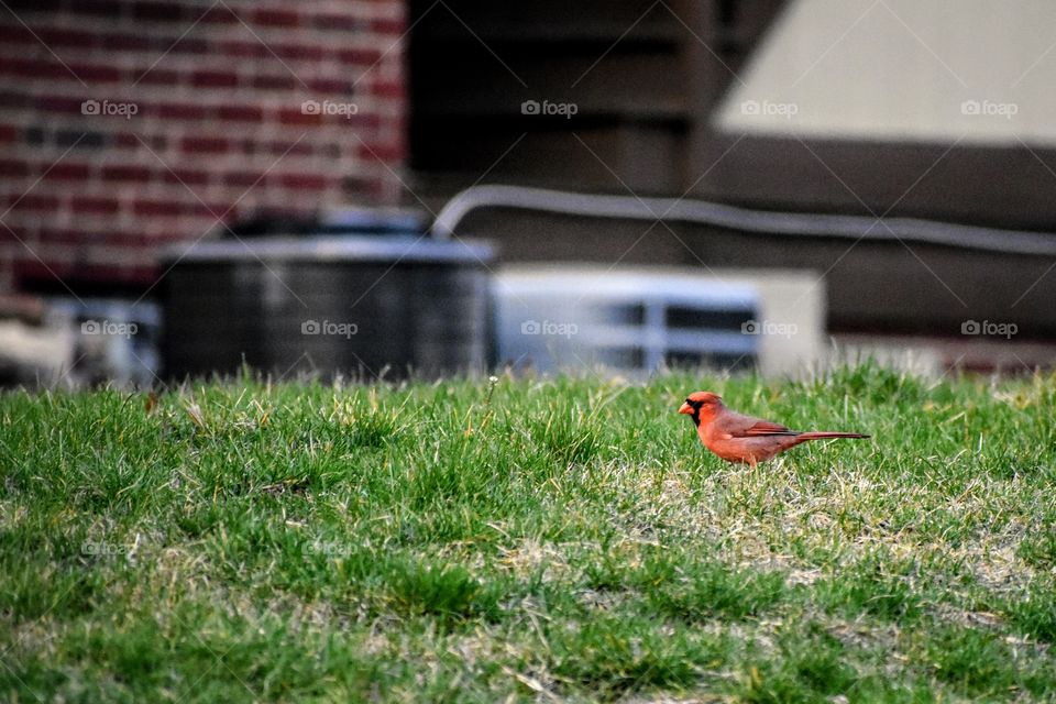 Male cardinal walking through new spring grass