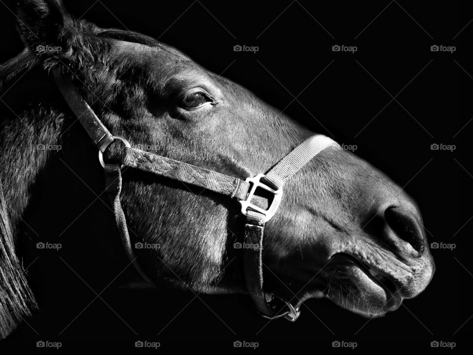 Portrait Of A Racehorse