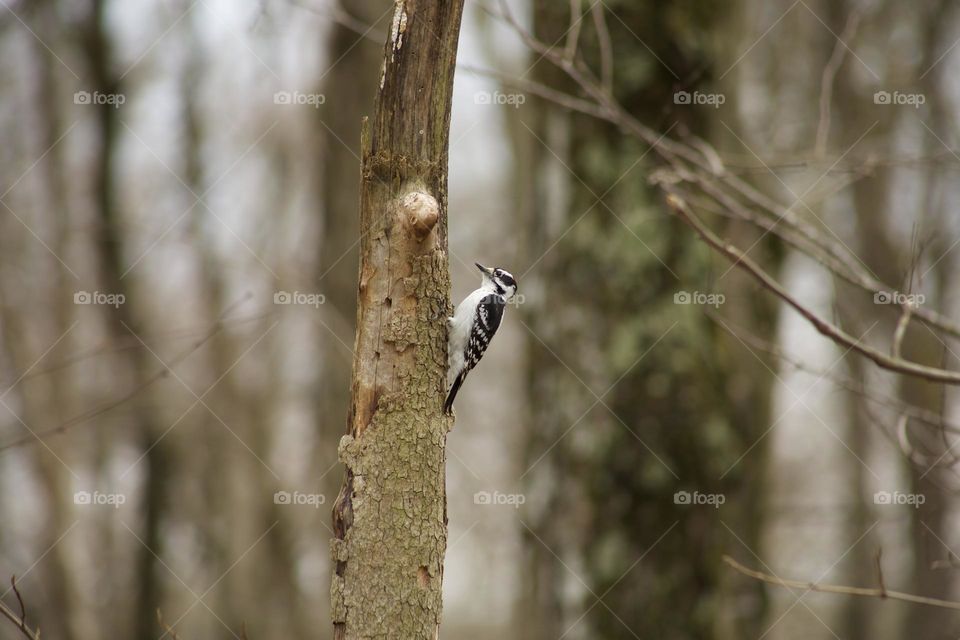 Hairy Woodpecker climbing a tree
