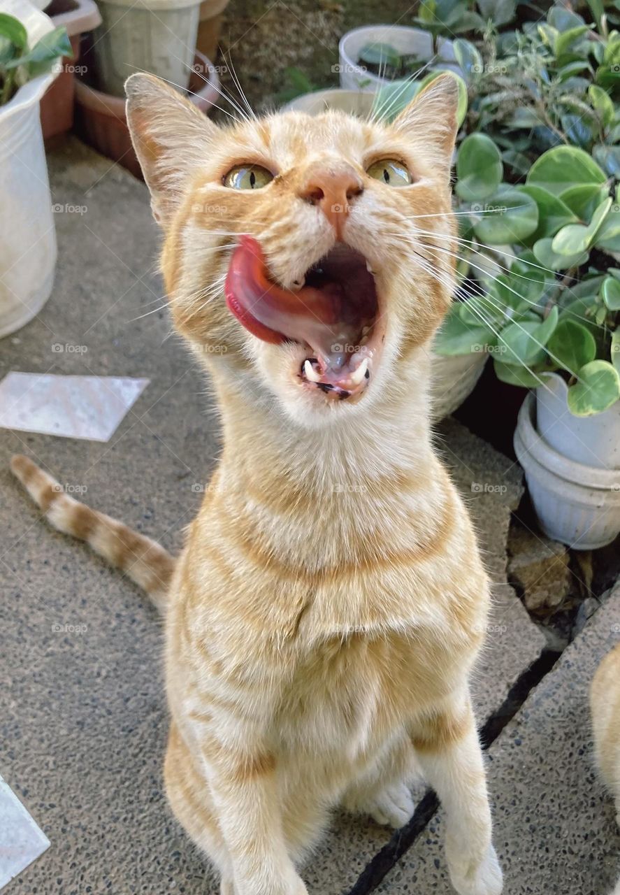 Tabby ginger enjoying a snack and wanting more