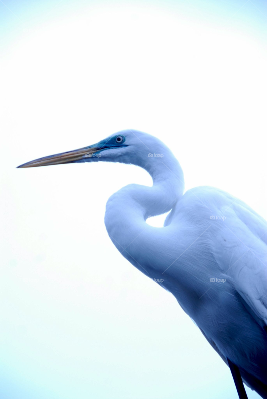 heron egret by lightanddrawing