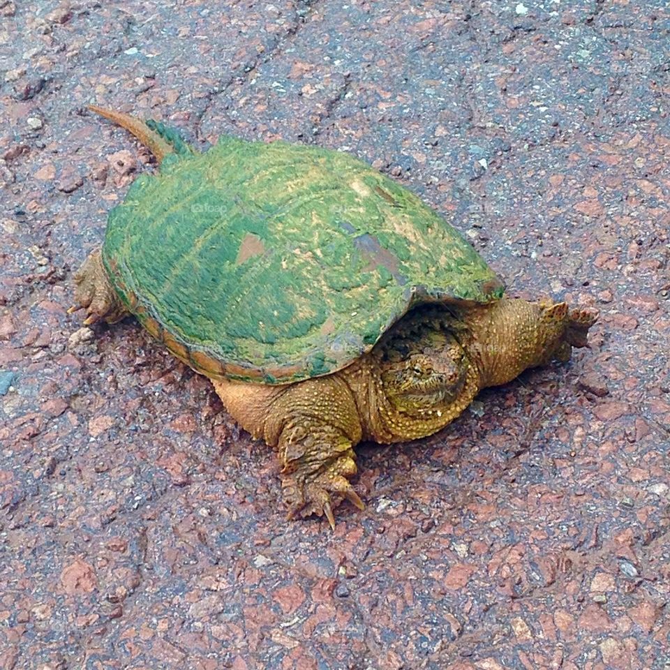 Snapping Turtle