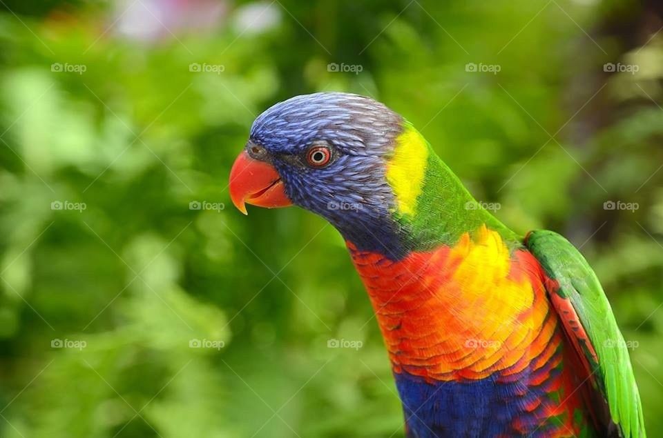 parrot