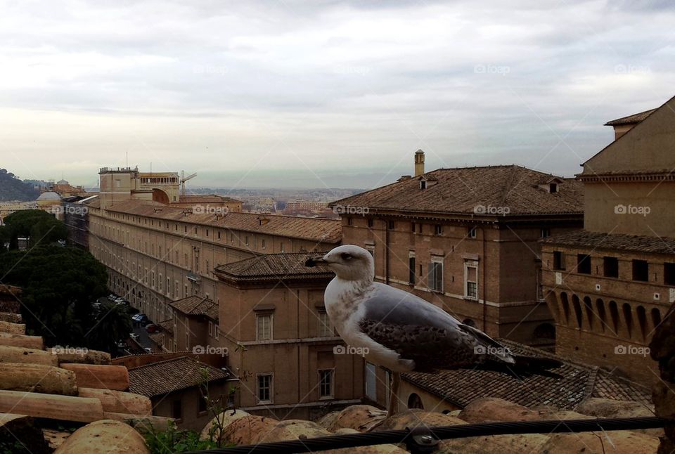 The gull and the Rome