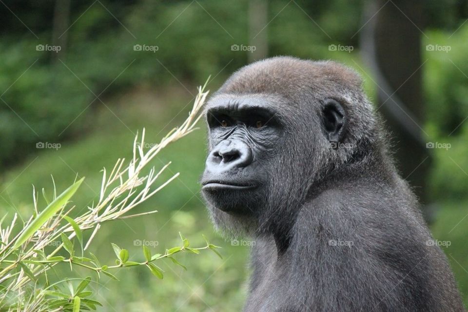 Gorilla