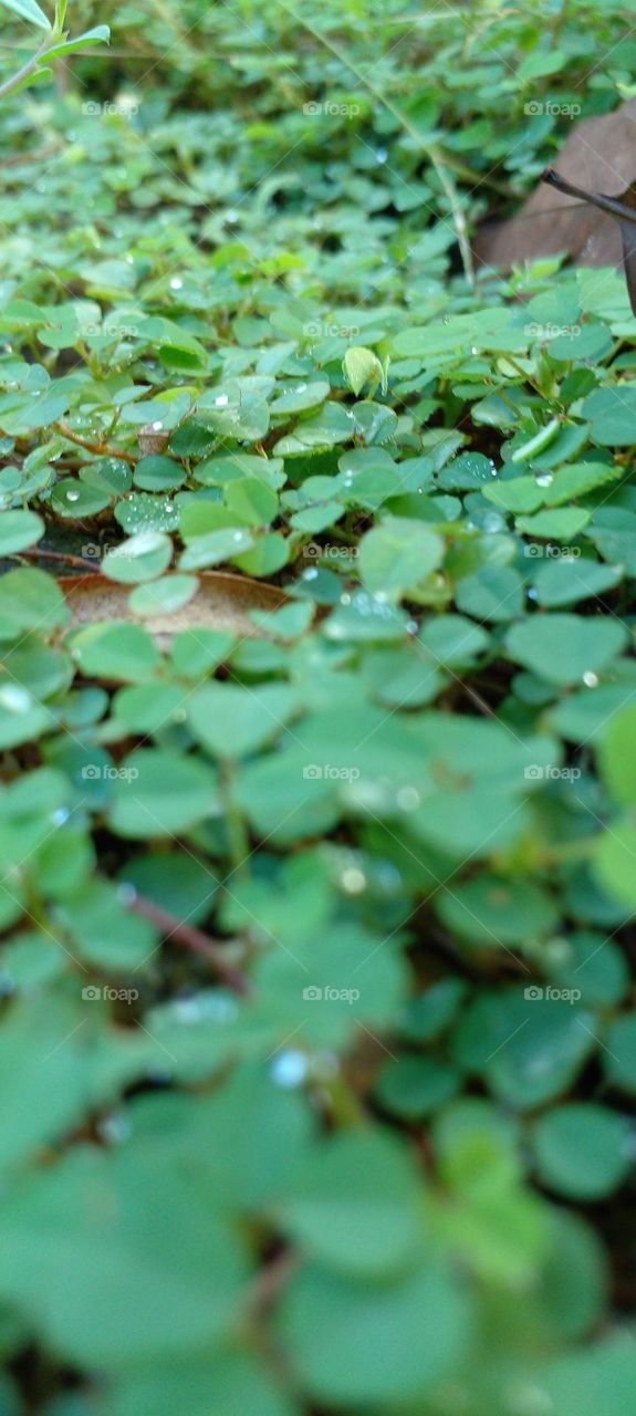 naturelove, drak picture, beautiful, green, Grass