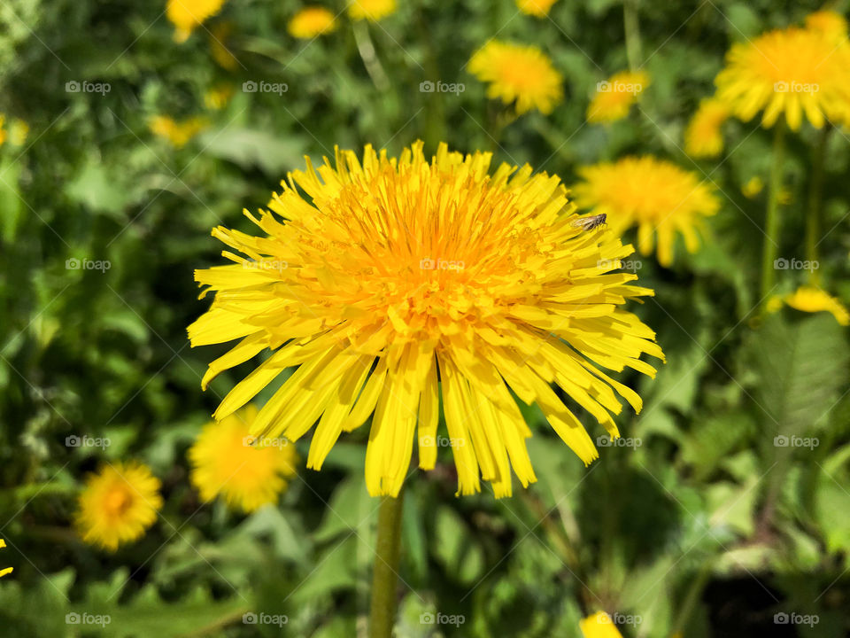 dandelion