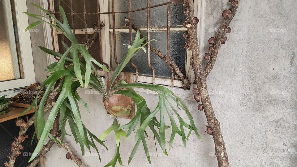 Shiitake mushrooms grow on tree trunks