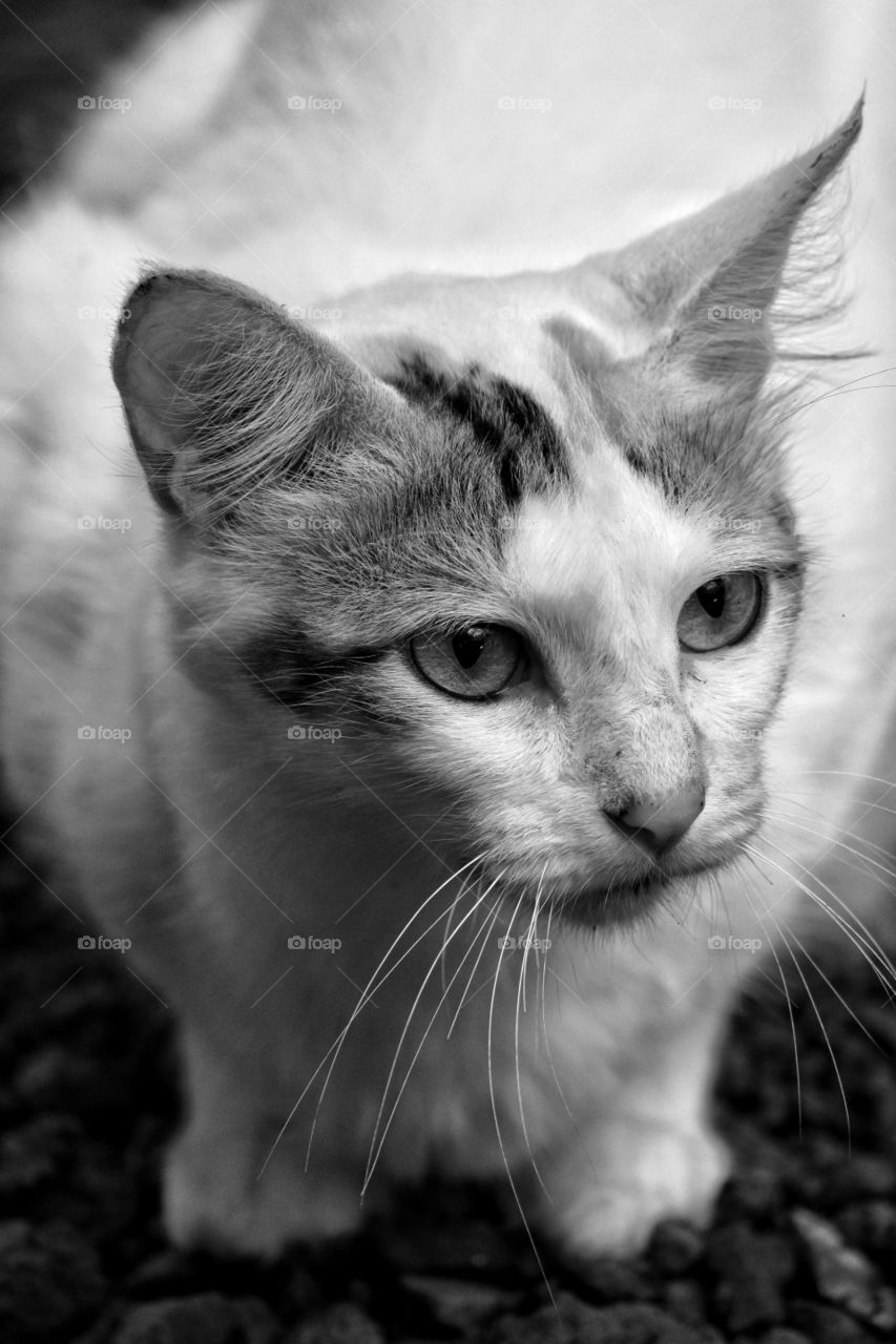 Feed me human! Do I repeat myself?