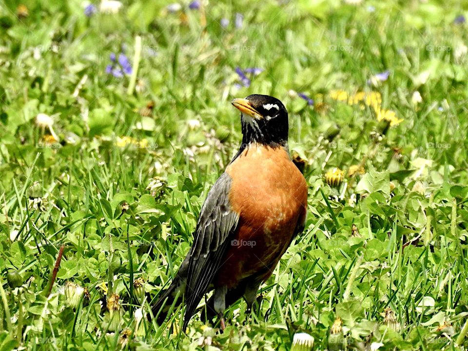 Cute robin on the grass on a spring day 