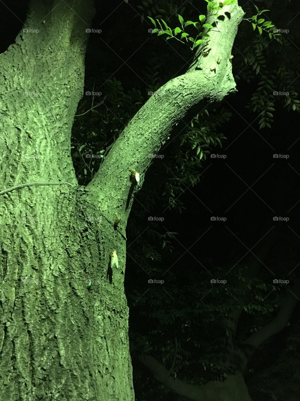 Cicadas on a tree at night. 