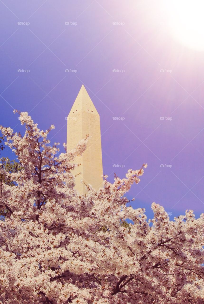 Cherry blossoms Washington, D.C. 