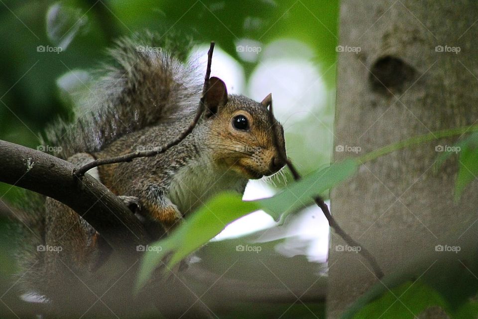 Squirrel  above