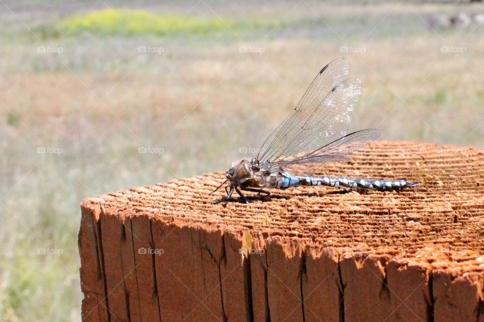 Macro closeup of a blue dragonfly on a wooden post outside on a bright sunny afternoon