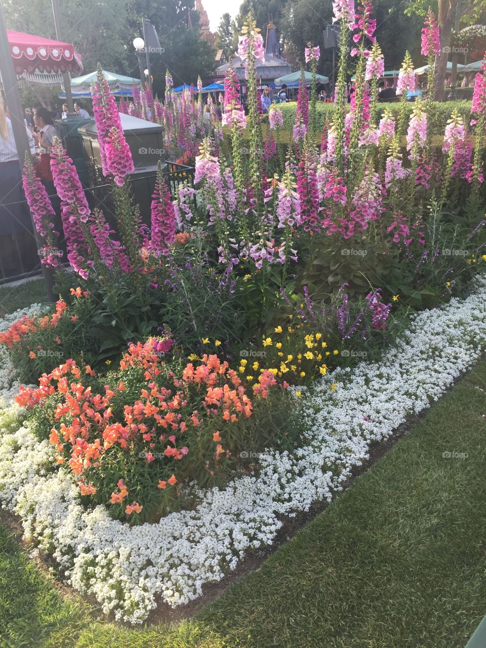 Flowers at Disneyland 