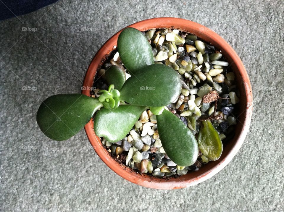 High angle view of succulent plant