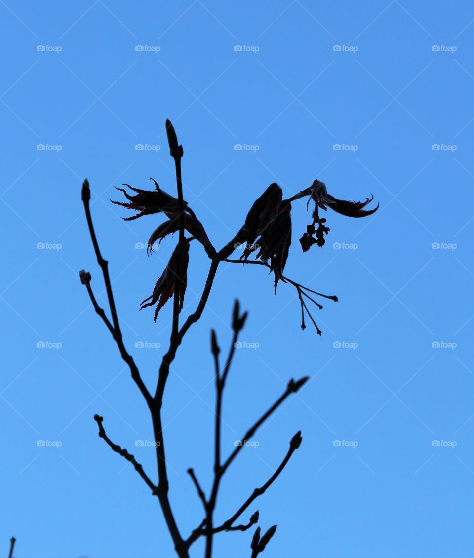 sillouette of leaves expanding from buds against a blue sky.