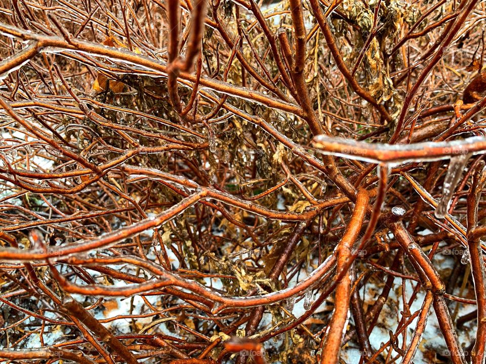 Twigs covered by icicles