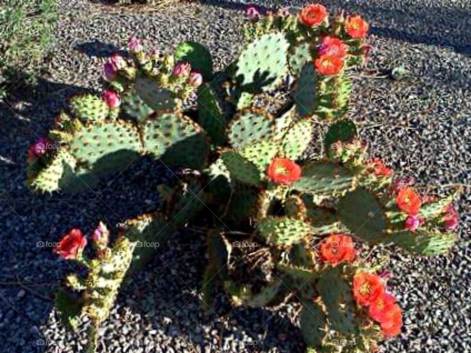 Flowered cactus