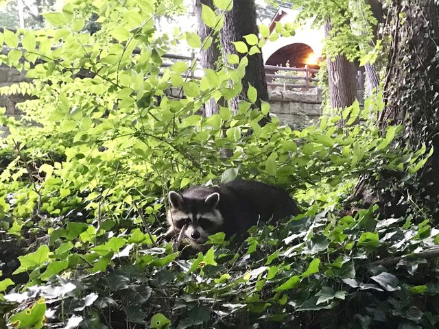 Raccoon 