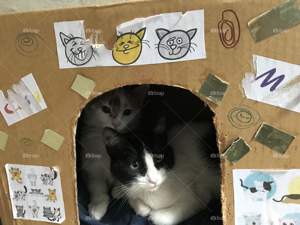 Casa de los gatitos